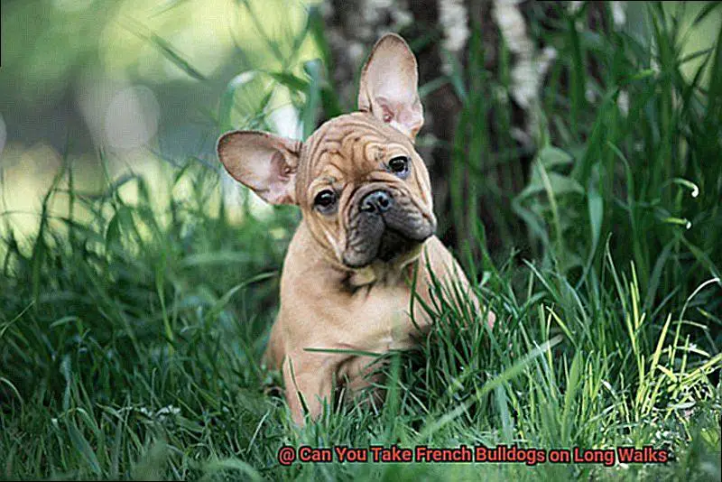 Can You Take French Bulldogs on Long Walks-5
