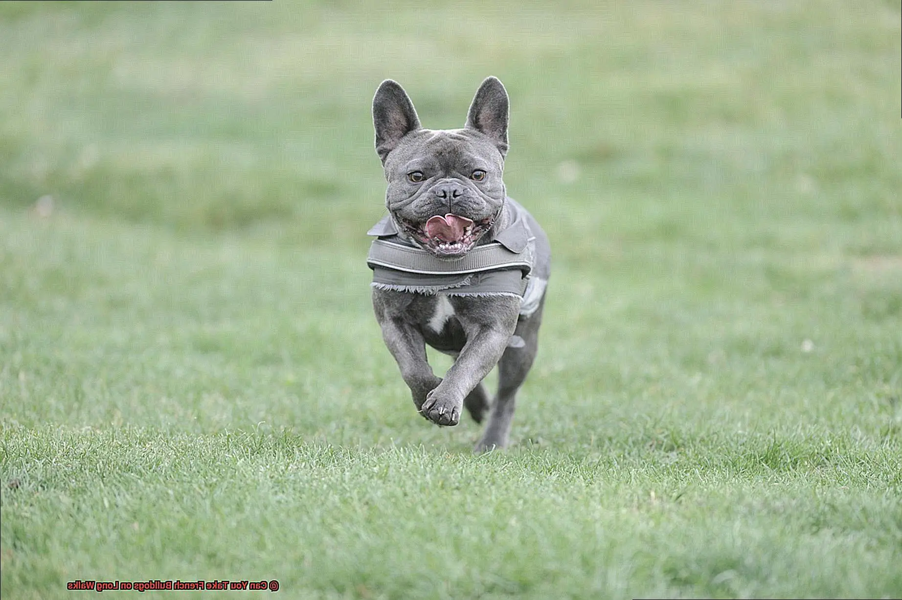 Can You Take French Bulldogs on Long Walks-4