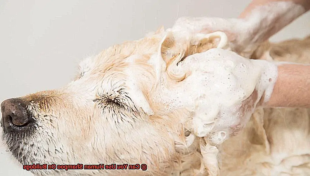Can You Use Human Shampoo On Bulldogs-4