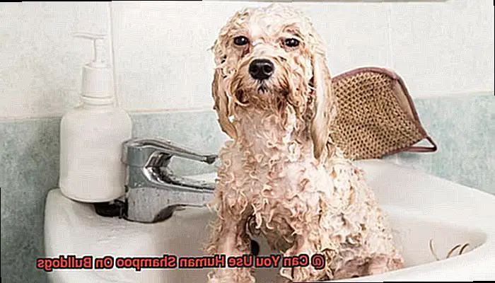 Can You Use Human Shampoo On Bulldogs-5