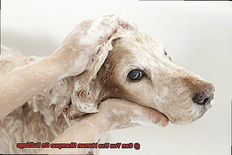 Can You Use Human Shampoo On Bulldogs-3