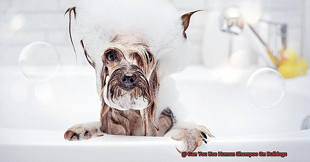 Can You Use Human Shampoo On Bulldogs-6