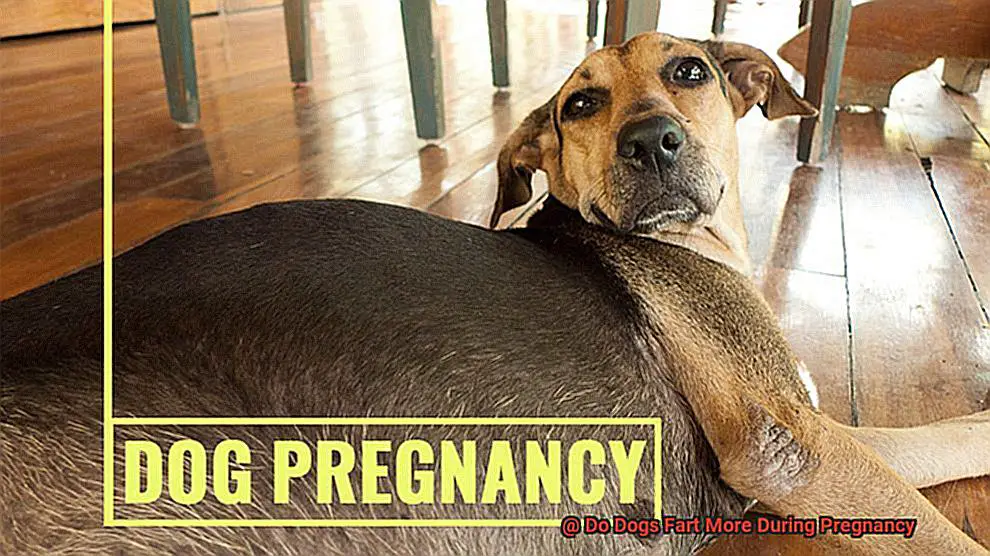 Do Dogs Fart More During Pregnancy-4