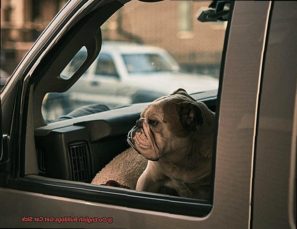 Do English Bulldogs Get Car Sick-5