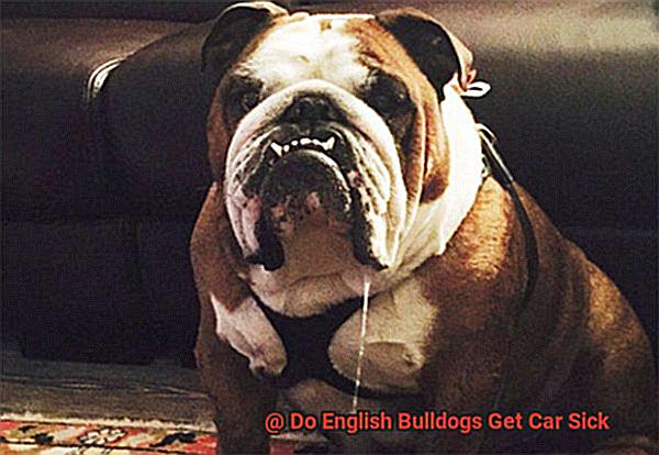 Do English Bulldogs Get Car Sick-11