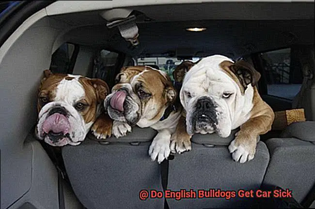 Do English Bulldogs Get Car Sick-2