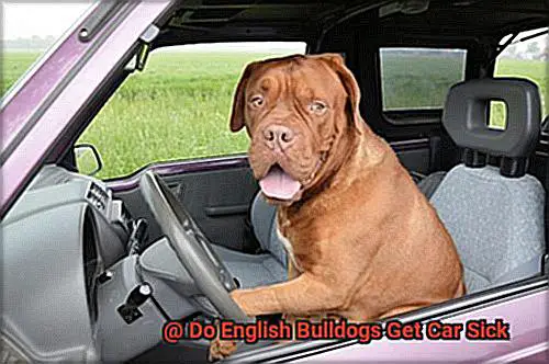 Do English Bulldogs Get Car Sick-8
