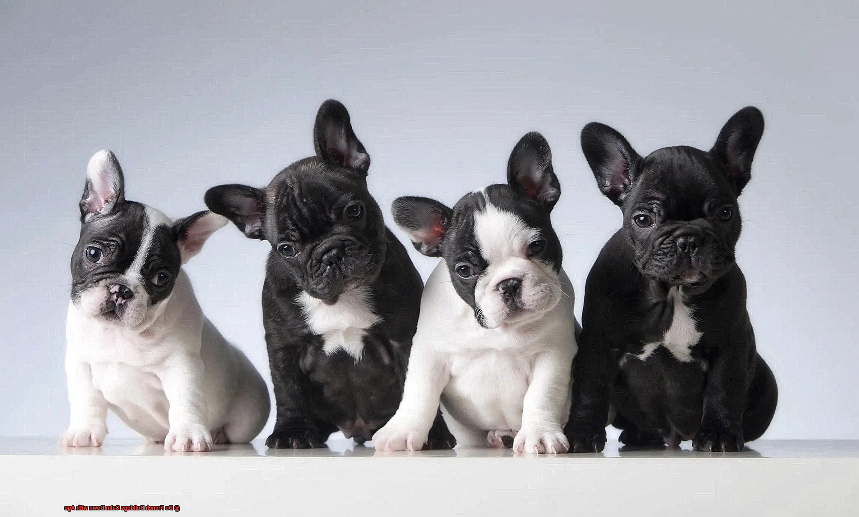 Do French Bulldogs Calm Down with Age-5