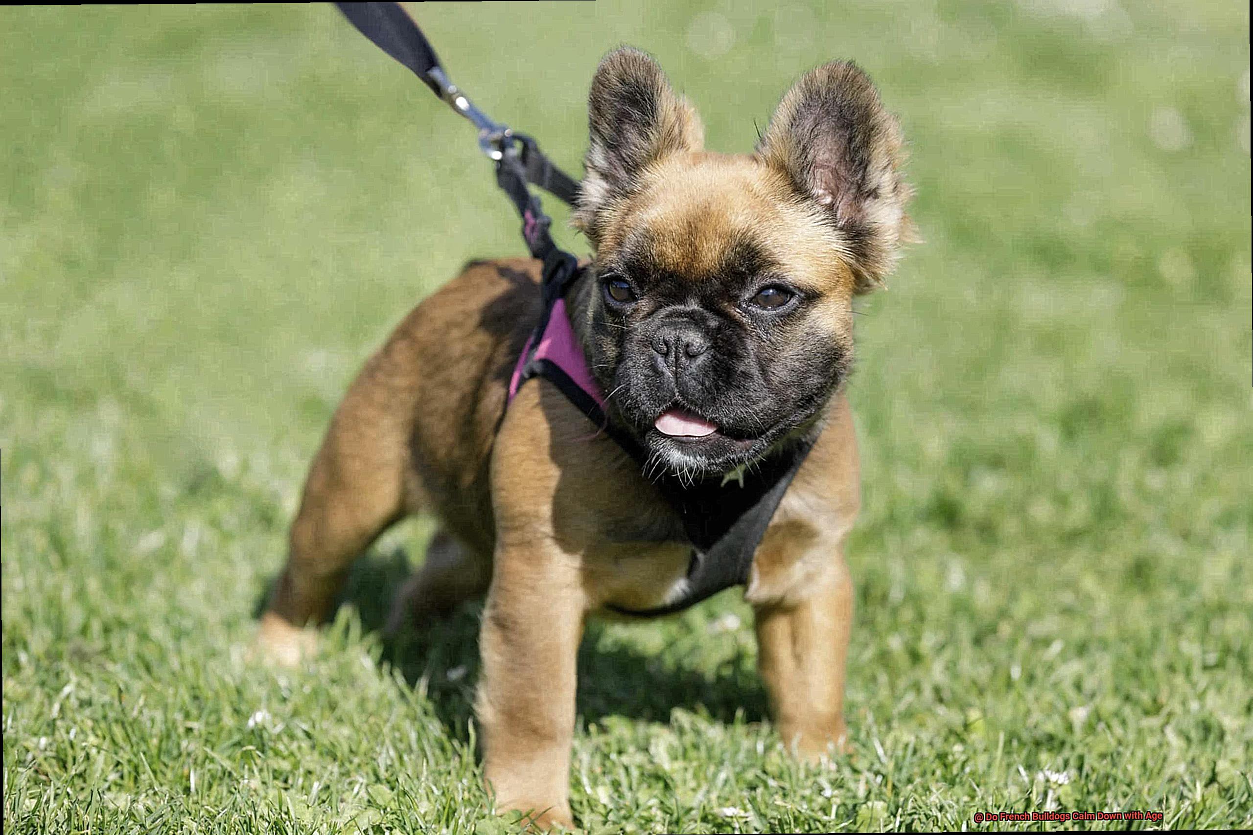 Do French Bulldogs Calm Down with Age-6