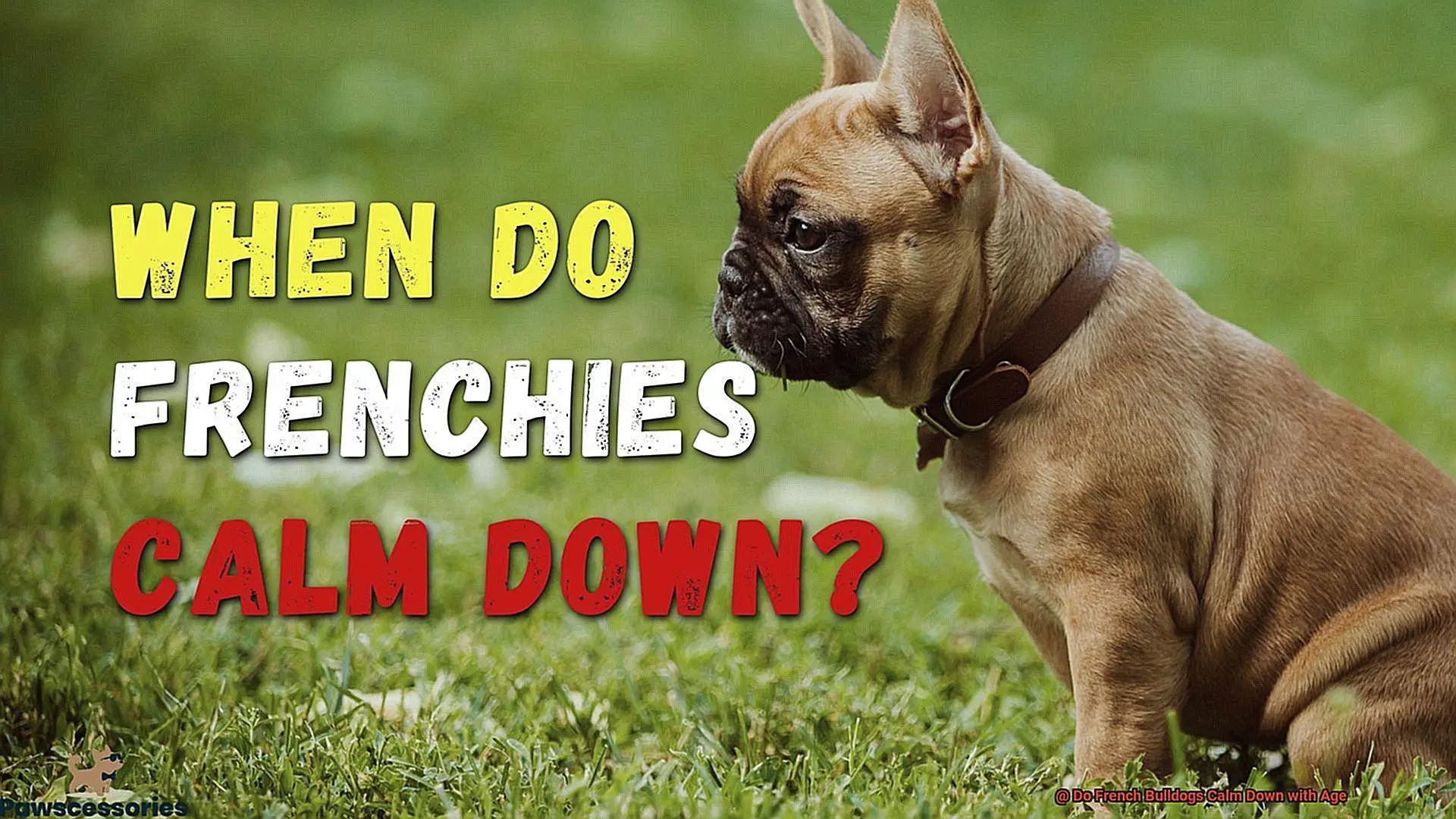 Do French Bulldogs Calm Down with Age-4