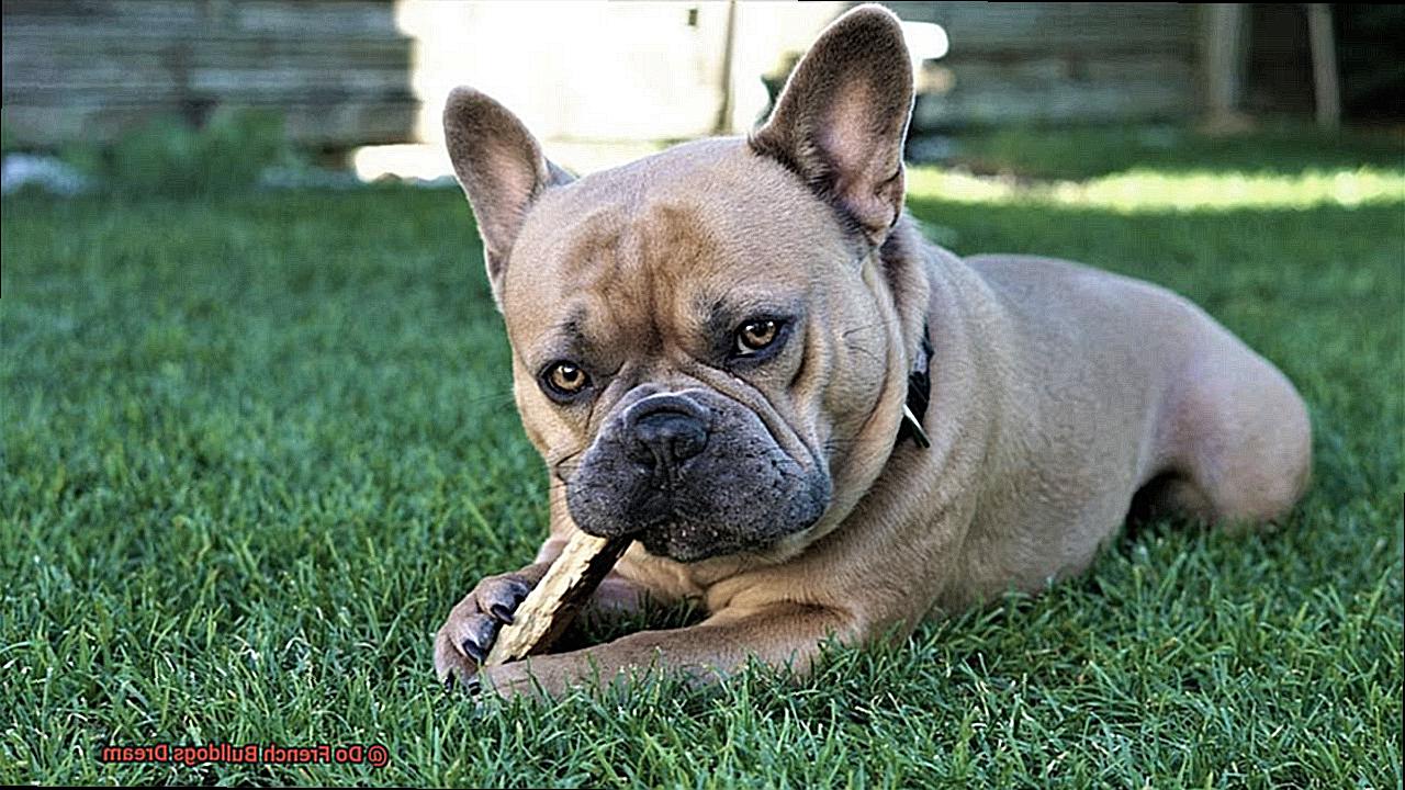 Do French Bulldogs Dream-3