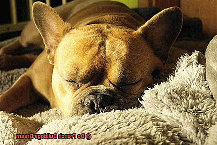 Do French Bulldogs Dream-4