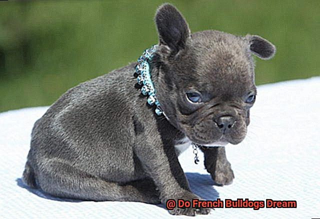 Do French Bulldogs Dream-2