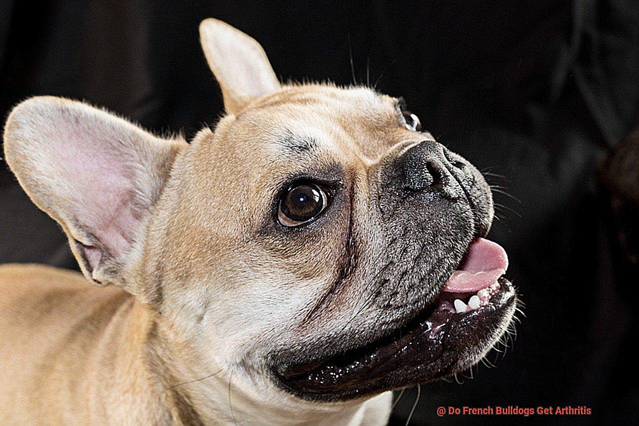 Do French Bulldogs Get Arthritis-5