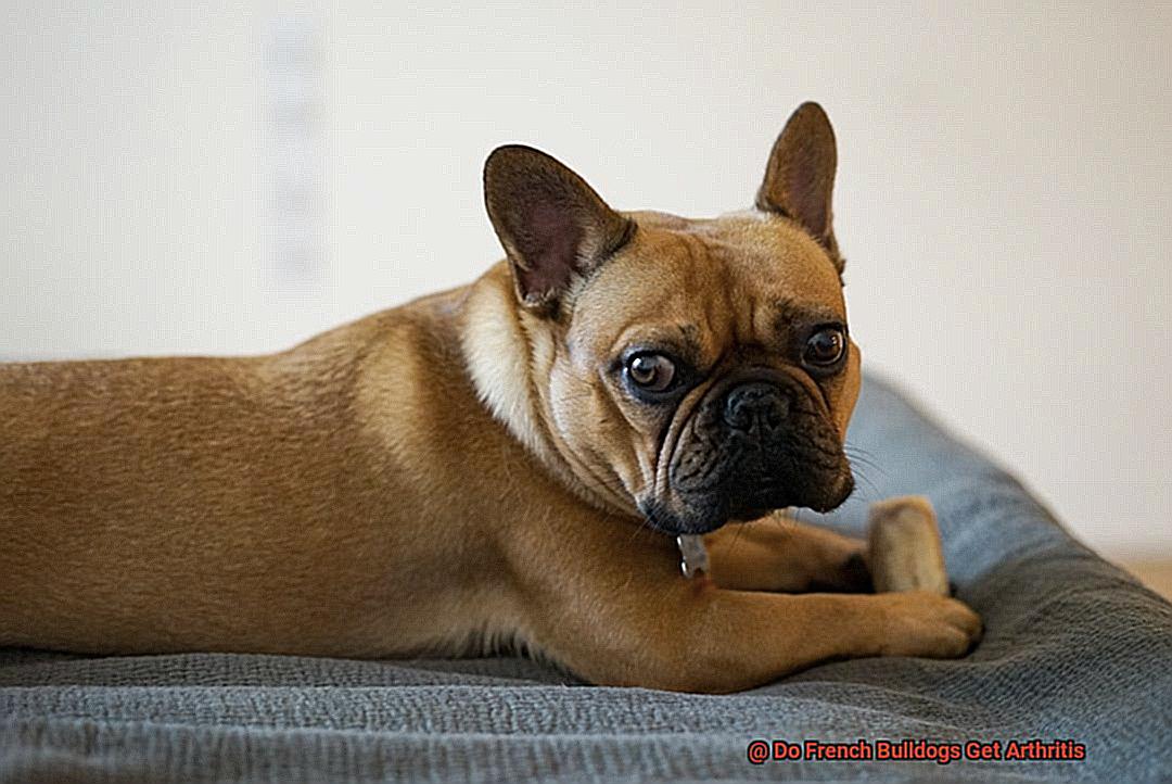 Do French Bulldogs Get Arthritis-3