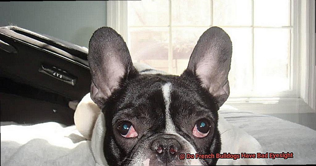 Do French Bulldogs Have Bad Eyesight-3