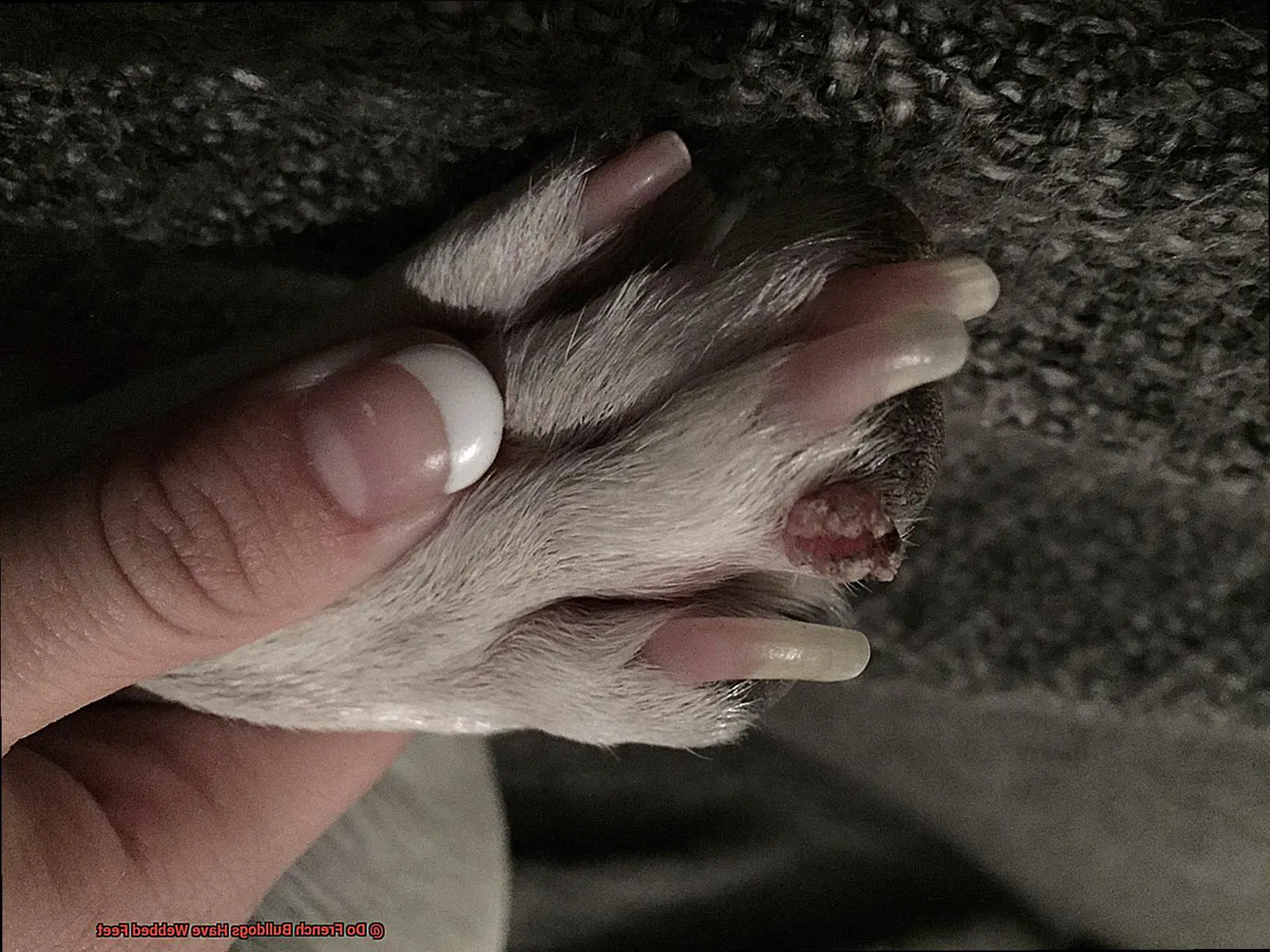 Do French Bulldogs Have Webbed Feet-2
