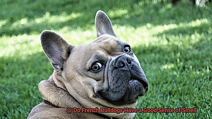 Do French Bulldogs Have a Good Sense of Smell-3