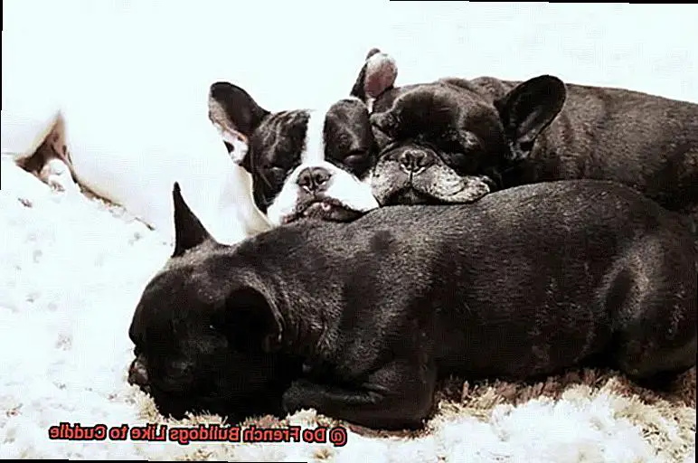 Do French Bulldogs Like to Cuddle-4