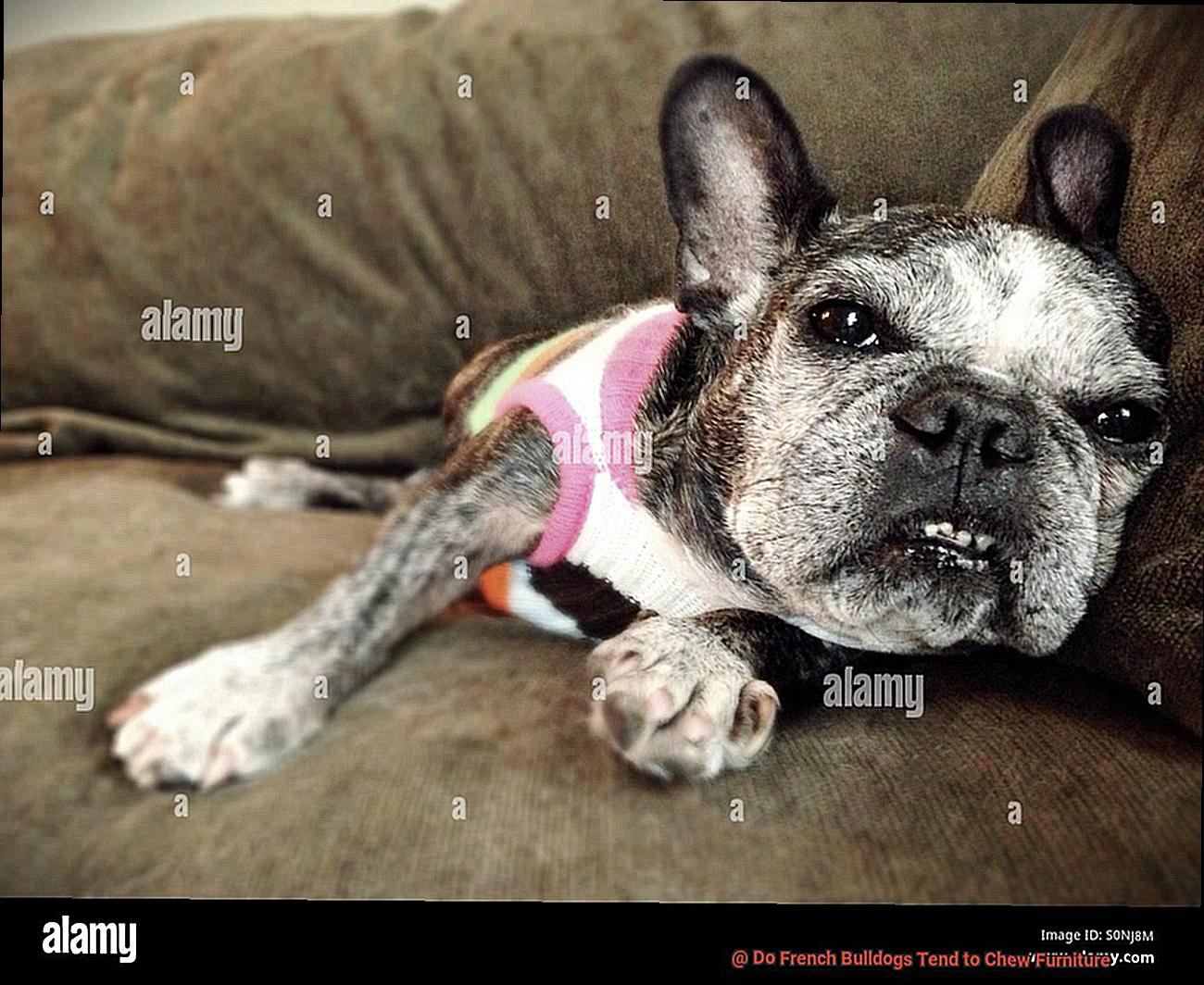 Do French Bulldogs Tend to Chew Furniture-4