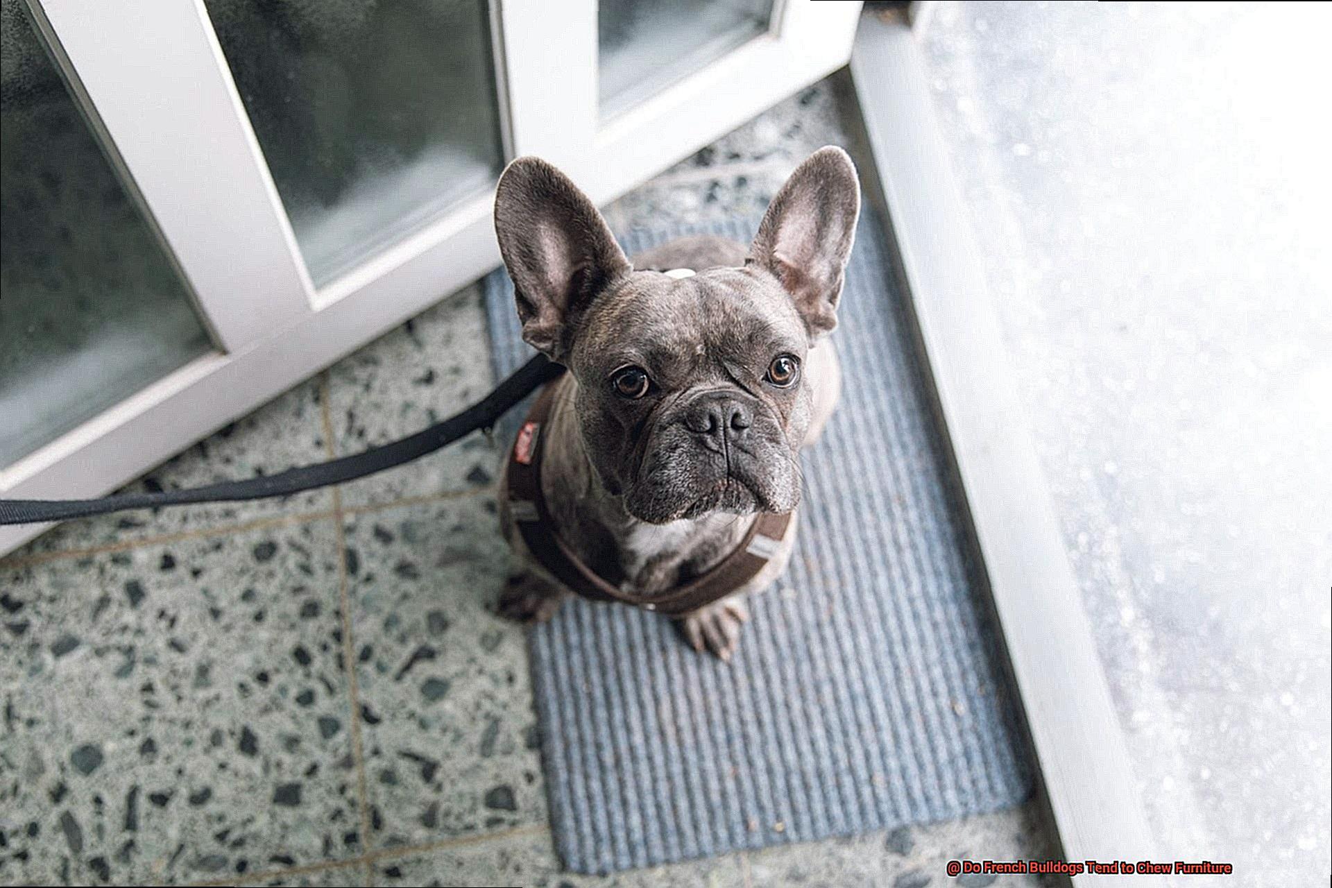 Do French Bulldogs Tend to Chew Furniture-3