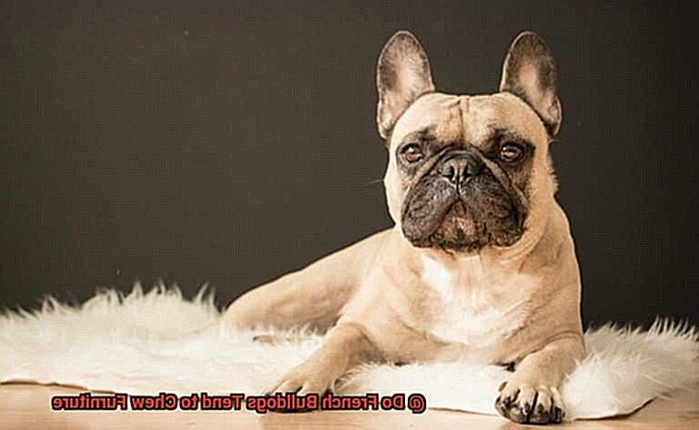 Do French Bulldogs Tend to Chew Furniture-6