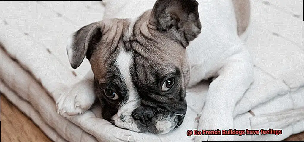 Do French Bulldogs have feelings-2