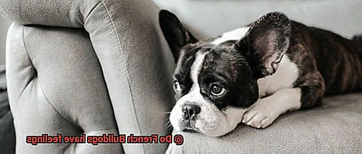 Do French Bulldogs have feelings-5