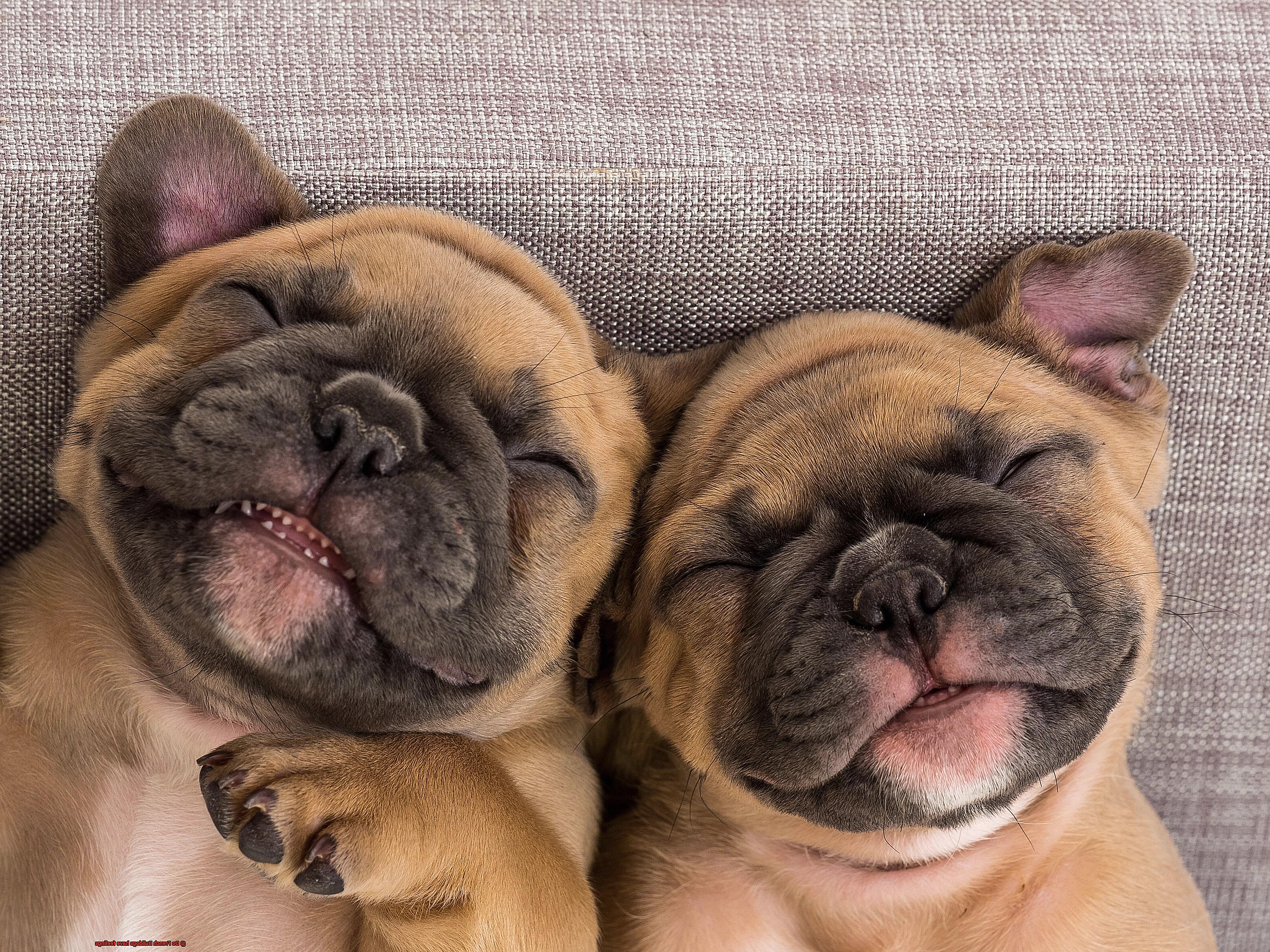 Do French Bulldogs have feelings-4