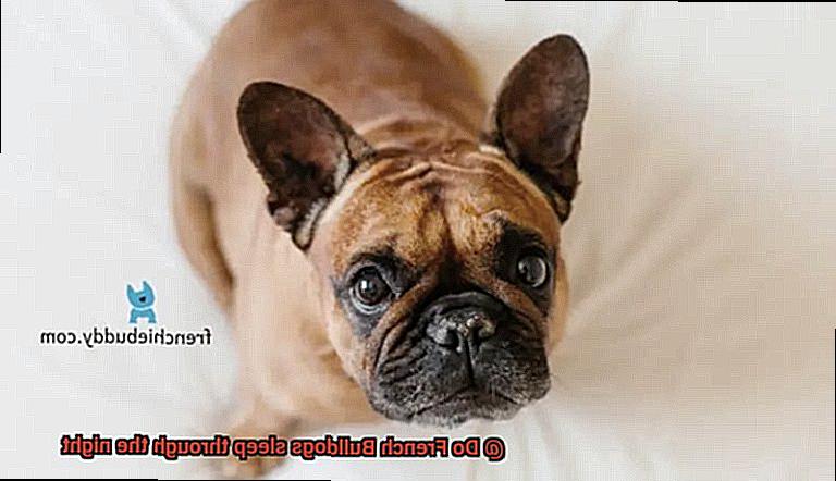 Do French Bulldogs sleep through the night-4