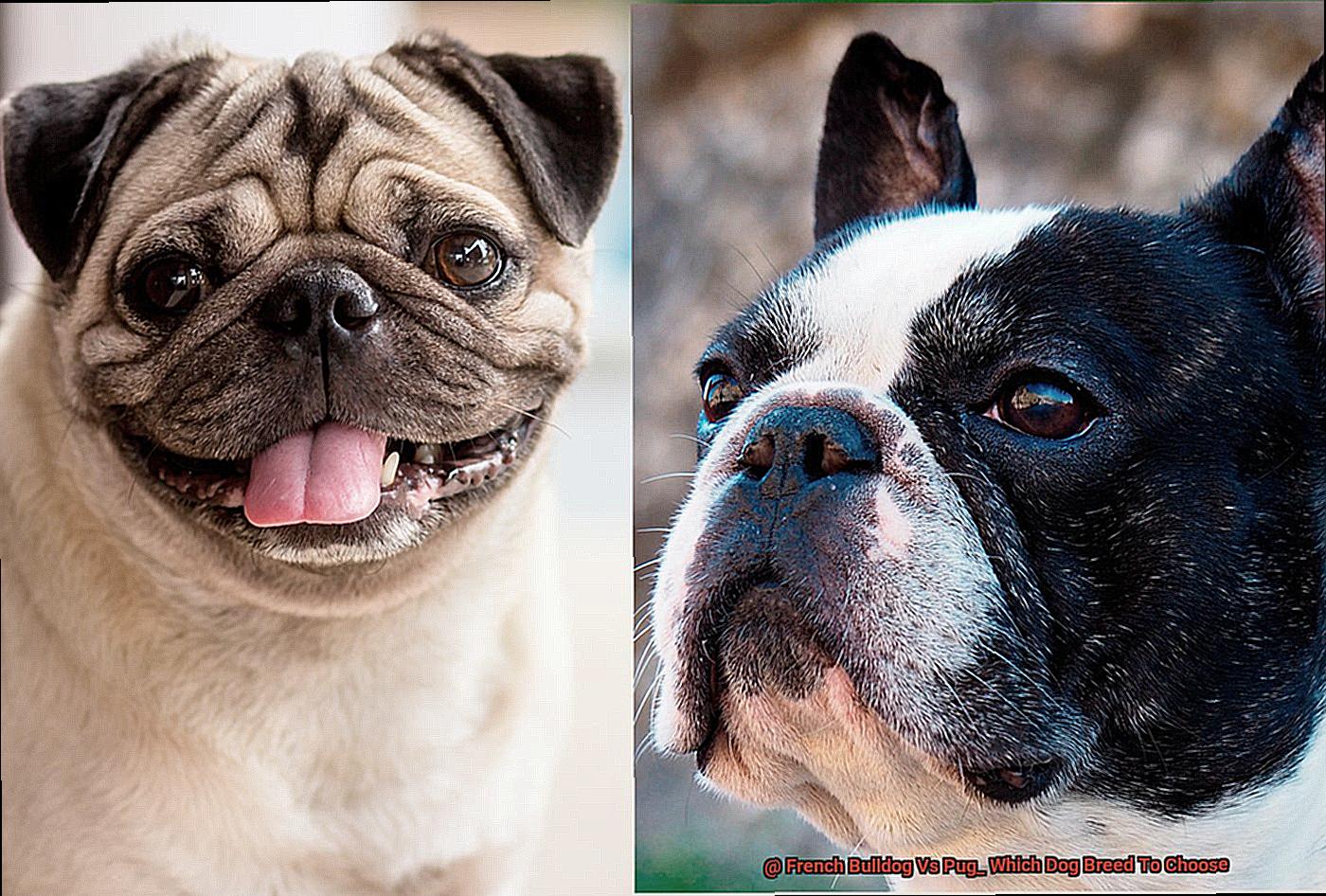 French Bulldog Vs Pug_ Which Dog Breed To Choose-5