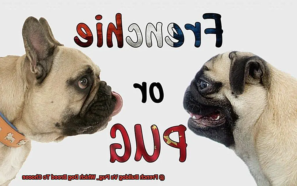 French Bulldog Vs Pug_ Which Dog Breed To Choose-3