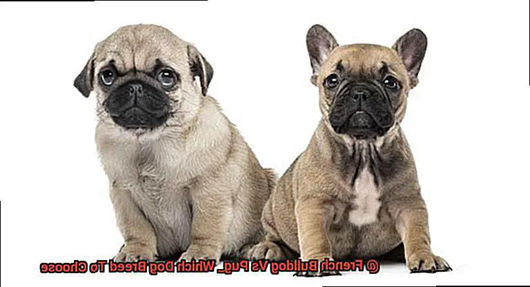 French Bulldog Vs Pug_ Which Dog Breed To Choose-6