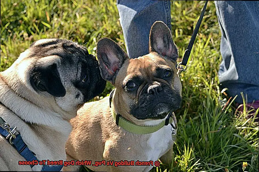 French Bulldog Vs Pug_ Which Dog Breed To Choose-2