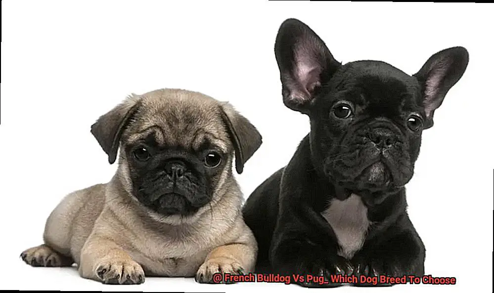 French Bulldog Vs Pug_ Which Dog Breed To Choose-4