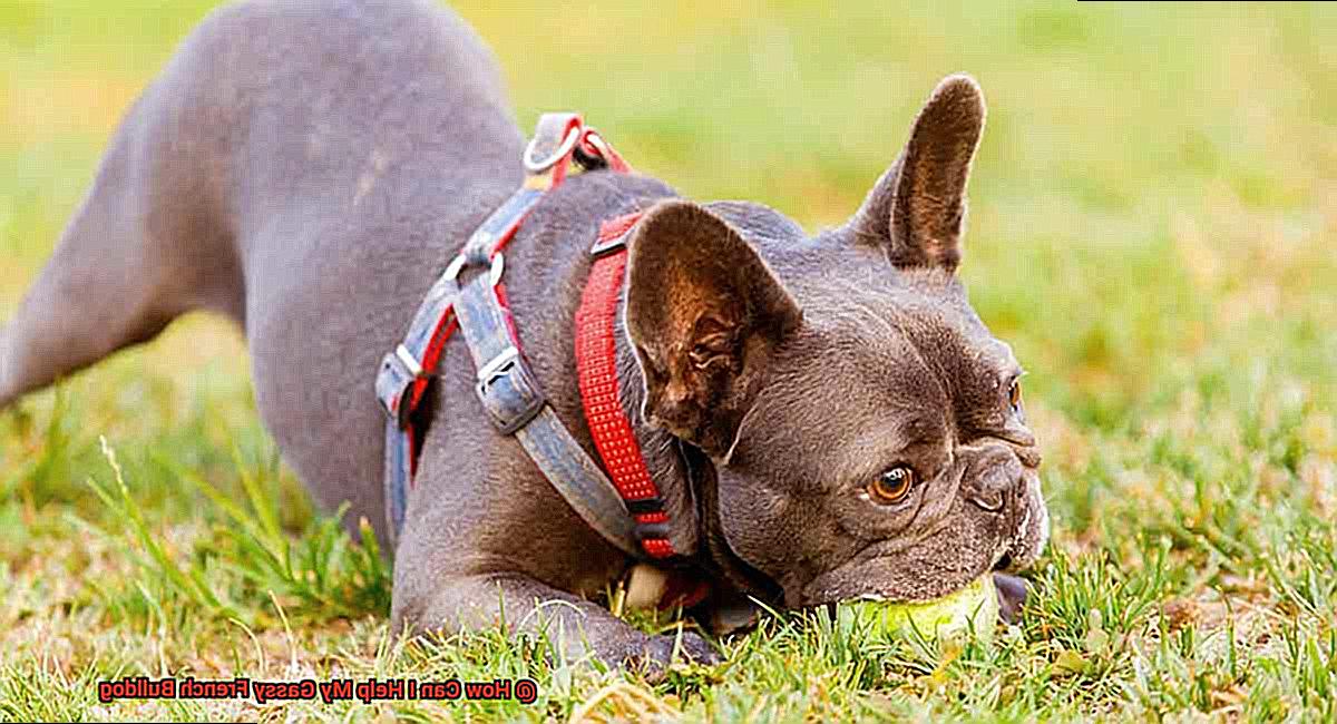 How Can I Help My Gassy French Bulldog-4