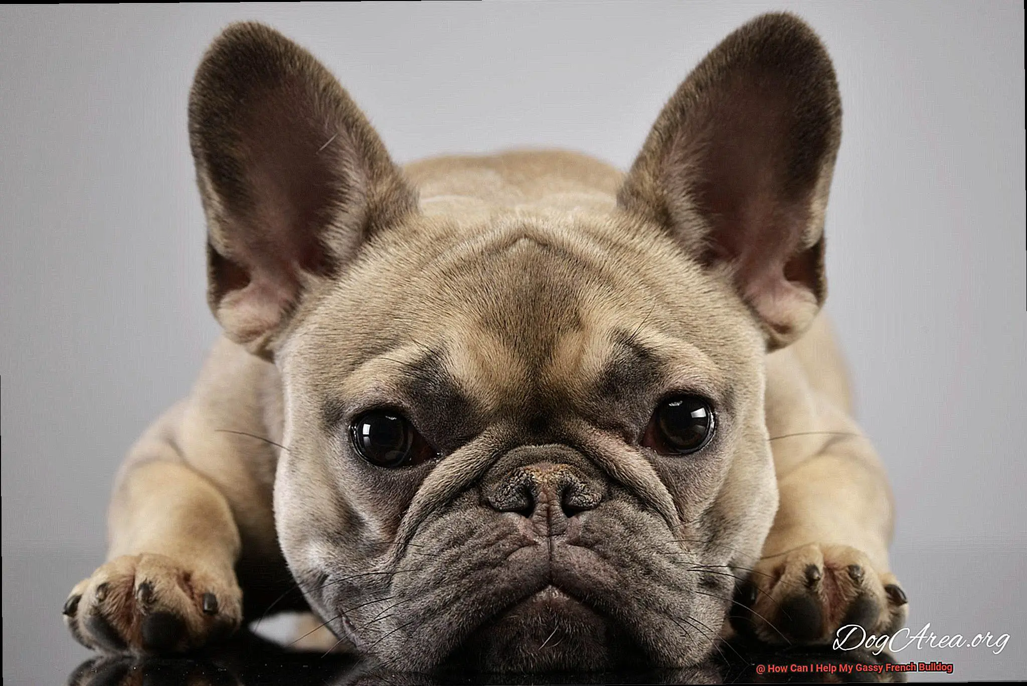 How Can I Help My Gassy French Bulldog-5