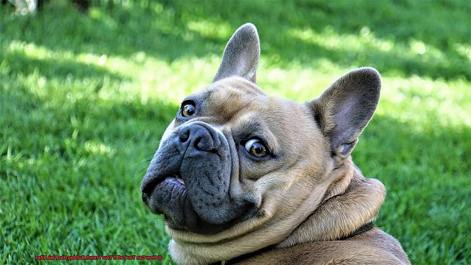 How Can You Tell If Your French Bulldog Has Flea Bites-5