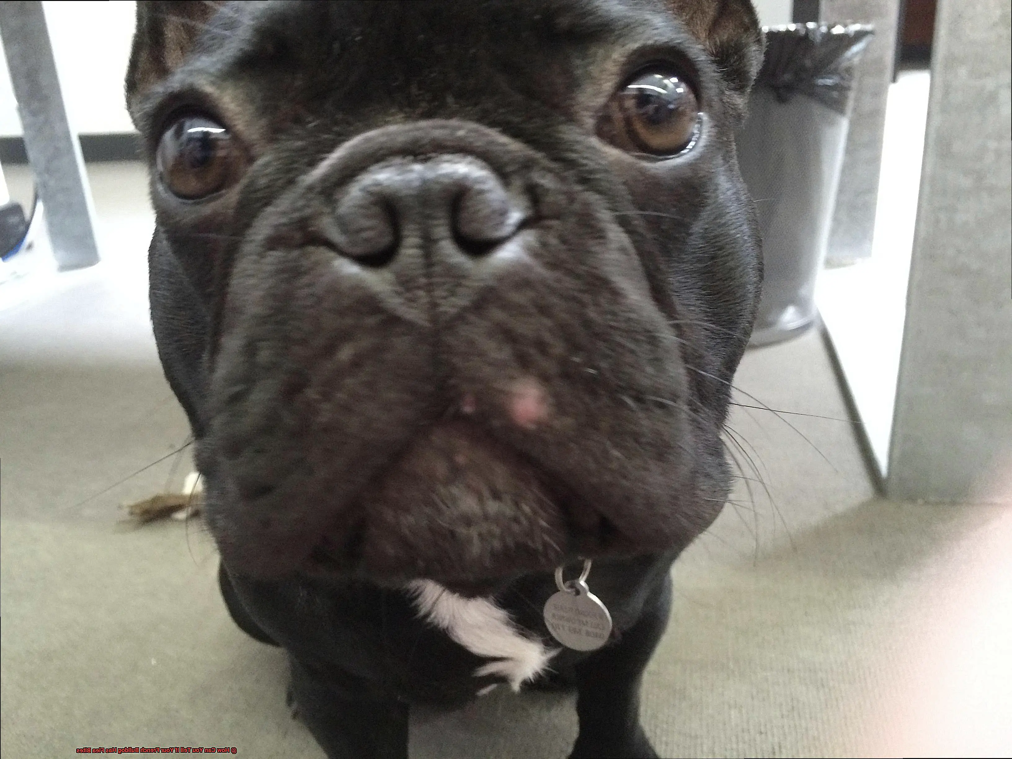 How Can You Tell If Your French Bulldog Has Flea Bites-3