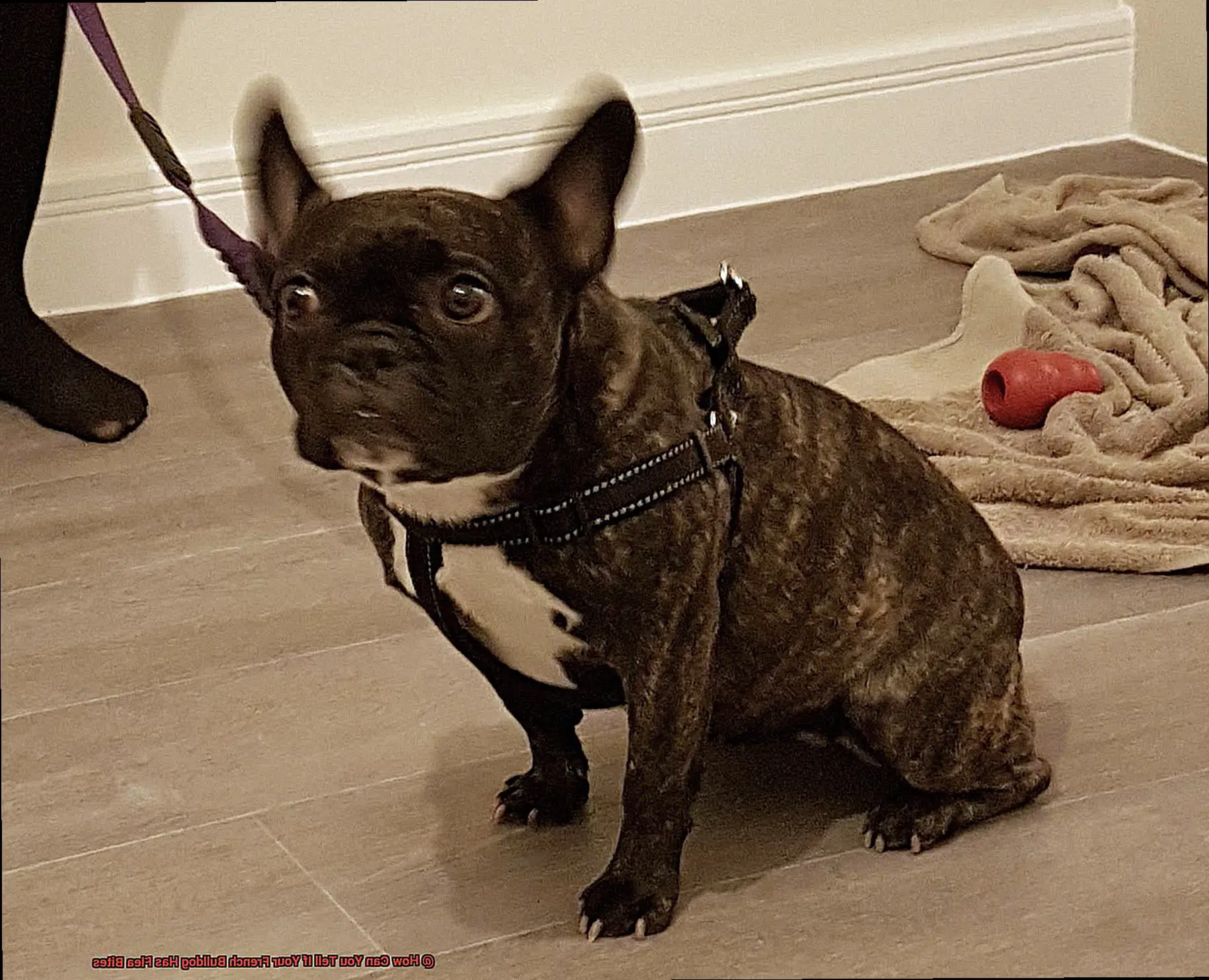 How Can You Tell If Your French Bulldog Has Flea Bites-4