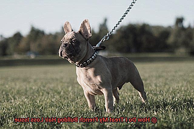 How Do I Treat My French Bulldog Hair Loss Issue-2