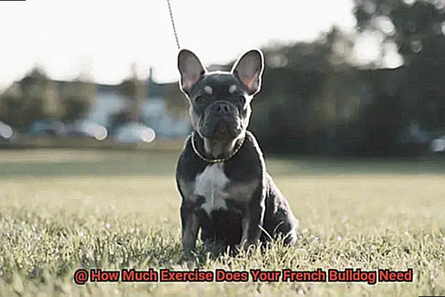 How Much Exercise Does Your French Bulldog Need-4