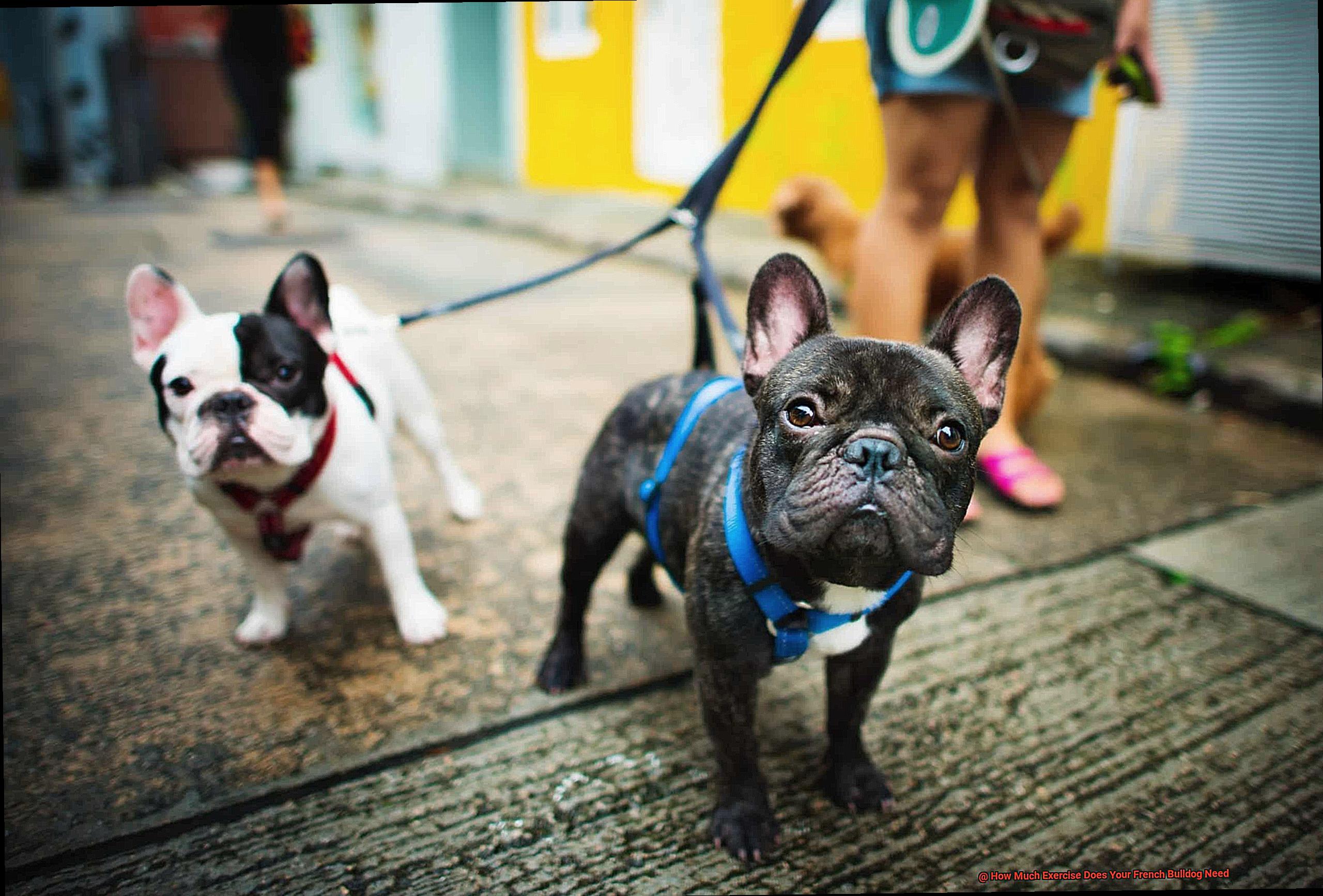 How Much Exercise Does Your French Bulldog Need-2