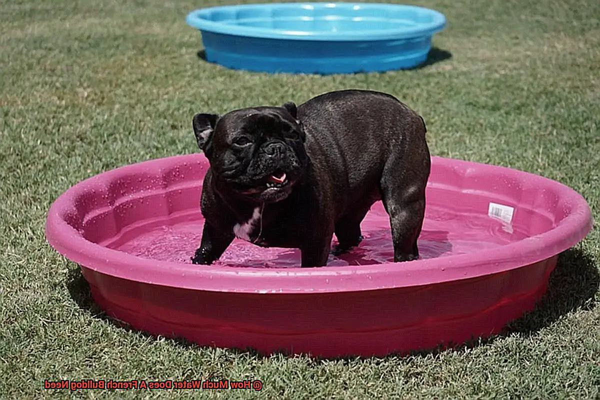 How Much Water Does A French Bulldog Need-5