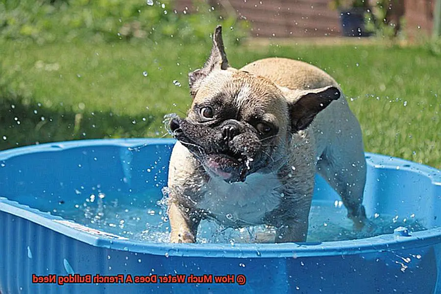 How Much Water Does A French Bulldog Need-6