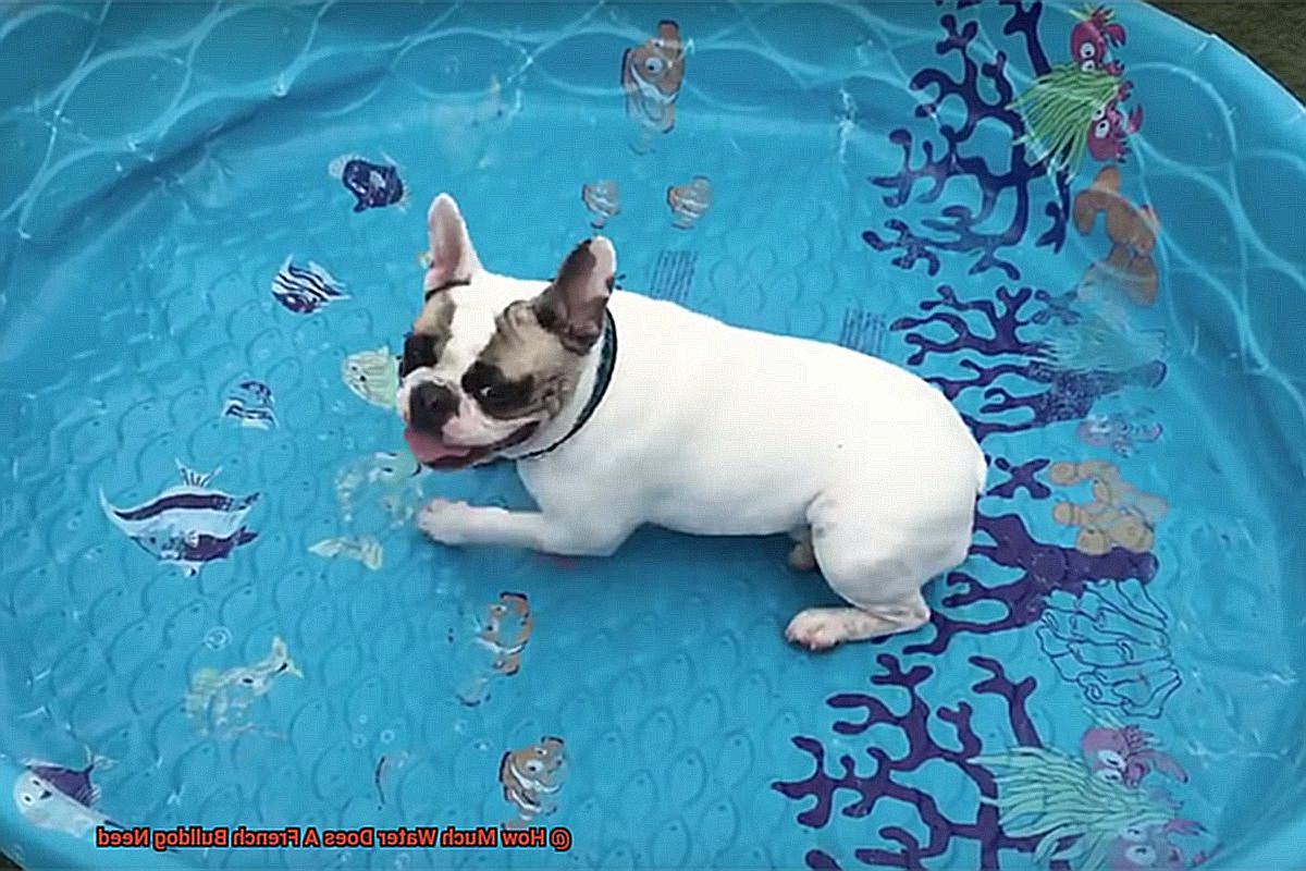 How Much Water Does A French Bulldog Need-3