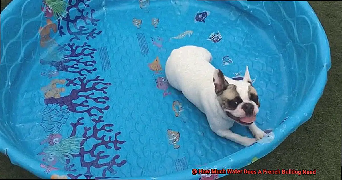 How Much Water Does A French Bulldog Need-2