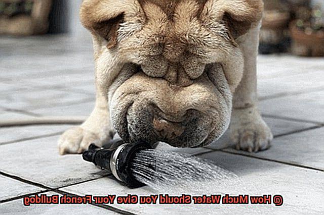 How Much Water Should You Give Your French Bulldog-5