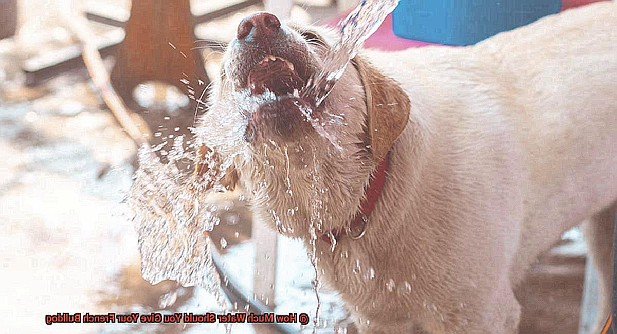 How Much Water Should You Give Your French Bulldog-4