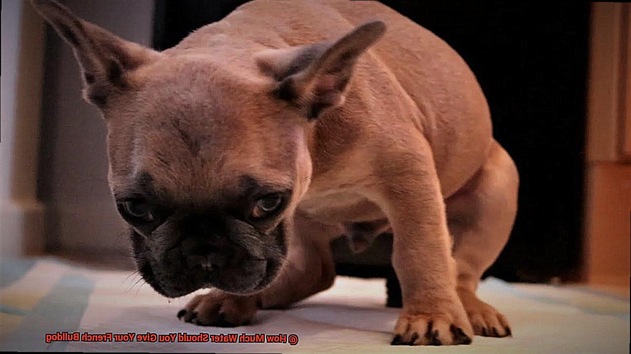 How Much Water Should You Give Your French Bulldog-3
